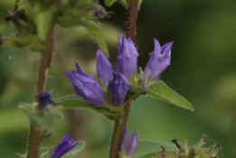 Campanula glomerata Kluwenklokje bestellen